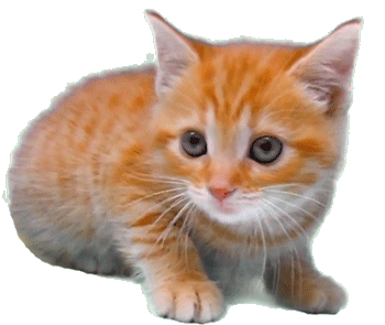 kitty2